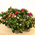 Azalea 'Flandresse' - Rhododendron simsii - Sprouts of Bristol