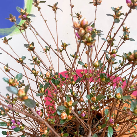 Azalea - Rhododendron japonica 'Amoena' - Evergreen Shrub - Sprouts of Bristol