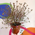 Azalea - Rhododendron japonica 'Amoena' - Evergreen Shrub - Sprouts of Bristol