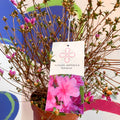 Azalea - Rhododendron japonica 'Amoena' - Evergreen Shrub - Sprouts of Bristol