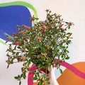 Azalea - Rhododendron japonica 'Blaauwis Pink' - Evergreen Shrub - Sprouts of Bristol