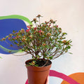 Azalea - Rhododendron japonica 'Blaauwis Pink' - Evergreen Shrub - Sprouts of Bristol