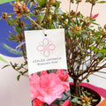 Azalea - Rhododendron japonica 'Blaauwis Pink' - Evergreen Shrub - Sprouts of Bristol