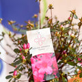 Azalea - Rhododendron japonica 'Conny' - Evergreen Shrub - Sprouts of Bristol