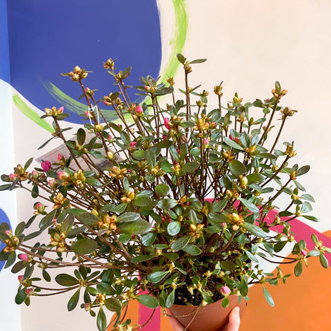 Azalea - Rhododendron japonica 'Conny' - Evergreen Shrub - Sprouts of Bristol