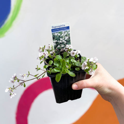 Baby's Breath - Gypsophila cerastioides 'Pretty Maid' - British Grown Semi-evergreen Perennial Alpine - Sprouts of Bristol