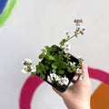 Baby's Breath - Gypsophila cerastioides 'Pretty Maid' - British Grown Semi-evergreen Perennial Alpine - Sprouts of Bristol