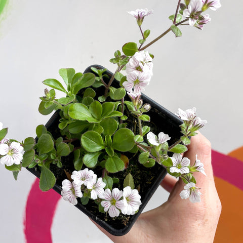 Baby's Breath - Gypsophila cerastioides 'Pretty Maid' - British Grown Semi-evergreen Perennial Alpine - Sprouts of Bristol