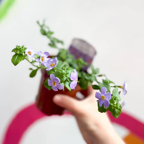 Bacopa - Chaenostoma 'Megacopa Blue' - British Grown Perennial - Sprouts of Bristol