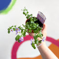Bacopa - Chaenostoma 'Megacopa Blue' - British Grown Perennial - Sprouts of Bristol