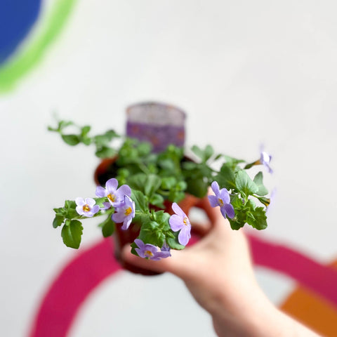 Bacopa - Chaenostoma 'Megacopa Blue' - British Grown Perennial - Sprouts of Bristol