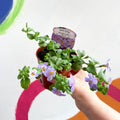 Bacopa - Chaenostoma 'Megacopa Blue' - British Grown Perennial - Sprouts of Bristol