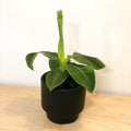 Banana Plant - Musa acuminata 'Cheeka' - Sprouts of Bristol