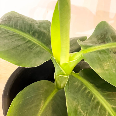 Banana Plant - Musa acuminata 'Cheeka' - Sprouts of Bristol
