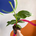 Banana Plant - Musa basjo - Sprouts of Bristol