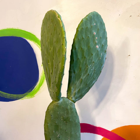 Barbary Fig - Opuntia ficus-indica - Sprouts of Bristol