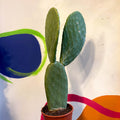 Barbary Fig - Opuntia ficus-indica - Sprouts of Bristol