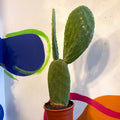 Barbary Fig - Opuntia ficus-indica - Sprouts of Bristol