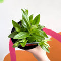 Beard Tongue - Penstemon 'Arabesque Red' - British Grown Perennial - Sprouts of Bristol