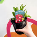 Beard Tongue - Penstemon 'Arabesque Red' - British Grown Perennial - Sprouts of Bristol