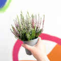 Beauty Lady Heather - Calluna vulgaris 'Candlelight' - Sprouts of Bristol