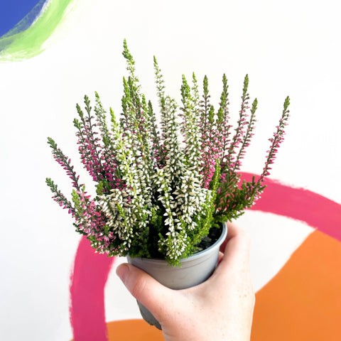Beauty Lady Heather - Calluna vulgaris 'Candlelight' - Sprouts of Bristol