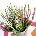 Beauty Lady Heather - Calluna vulgaris 'Candlelight' - Sprouts of Bristol