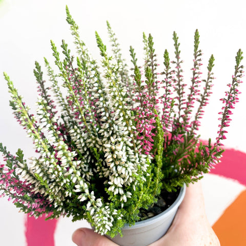 Beauty Lady Heather - Calluna vulgaris 'Candlelight' - Sprouts of Bristol