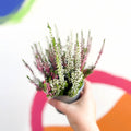 Beauty Lady Heather - Calluna vulgaris 'Candlelight' - Sprouts of Bristol