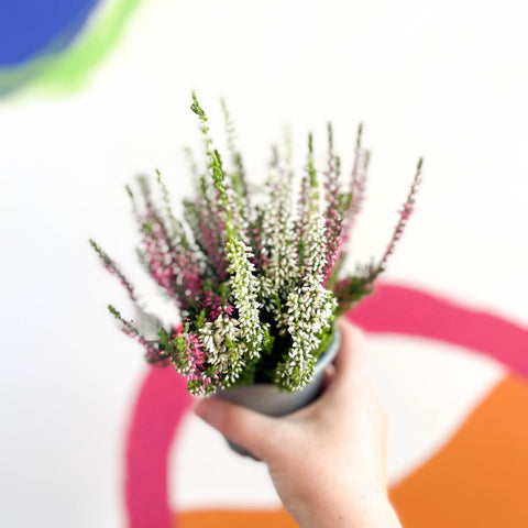 Beauty Lady Heather - Calluna vulgaris 'Candlelight' - Sprouts of Bristol