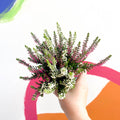Beauty Lady Heather - Calluna vulgaris 'Candlelight' - Sprouts of Bristol