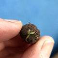 Bee Wildflower Seedball Box - Sprouts of Bristol
