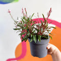 Beeblossom - Gaura lindheimeri - Sprouts of Bristol