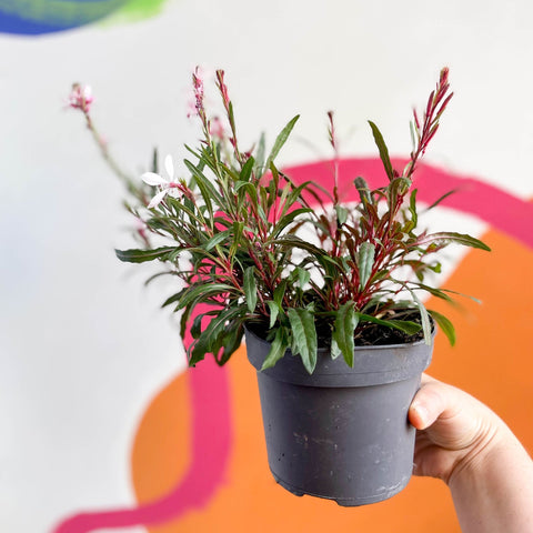 Beeblossom - Gaura lindheimeri - Sprouts of Bristol