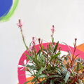 Beeblossom - Gaura lindheimeri - Sprouts of Bristol
