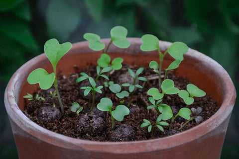 Beetle Mix Seedball Tin - Sprouts of Bristol