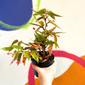 Begonia albopicta 'Rosea' - Welsh Grown - Sprouts of Bristol