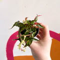 Begonia amphioxus - Sprouts of Bristol