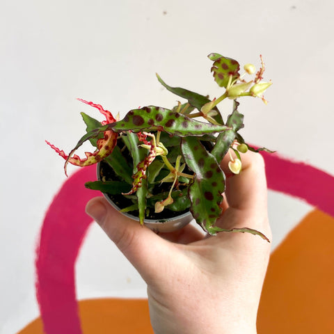 Begonia amphioxus - Sprouts of Bristol