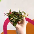 Begonia amphioxus - Sprouts of Bristol