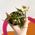 Begonia amphioxus - Sprouts of Bristol