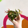 Begonia amphioxus - Sprouts of Bristol