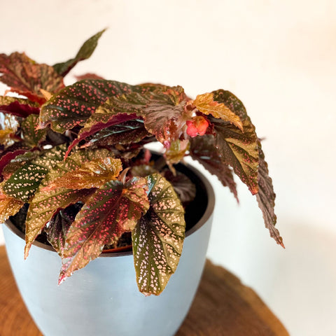 Begonia 'Benigo' - Sprouts of Bristol