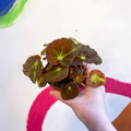 Begonia bowerae - Sprouts of Bristol