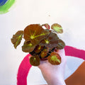 Begonia bowerae - Sprouts of Bristol