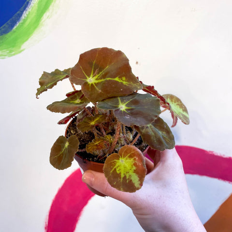 Begonia bowerae - Sprouts of Bristol