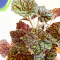 Begonia bowerae 'Green Fever' - Sprouts of Bristol
