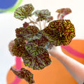 Begonia bowerae 'Green Fever' - Sprouts of Bristol