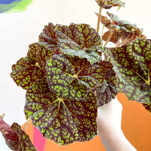 Begonia bowerae 'Green Fever' - Sprouts of Bristol
