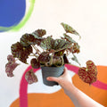 Begonia bowerae 'Green Fever' - Sprouts of Bristol